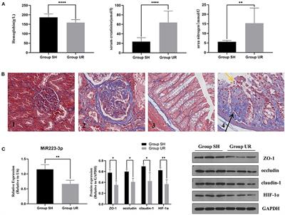 Roxadustat Attenuates the Disruption of Epithelial Tight Junction in Caco2 Cells and a Rat Model of CKD Through MicroRNA-223